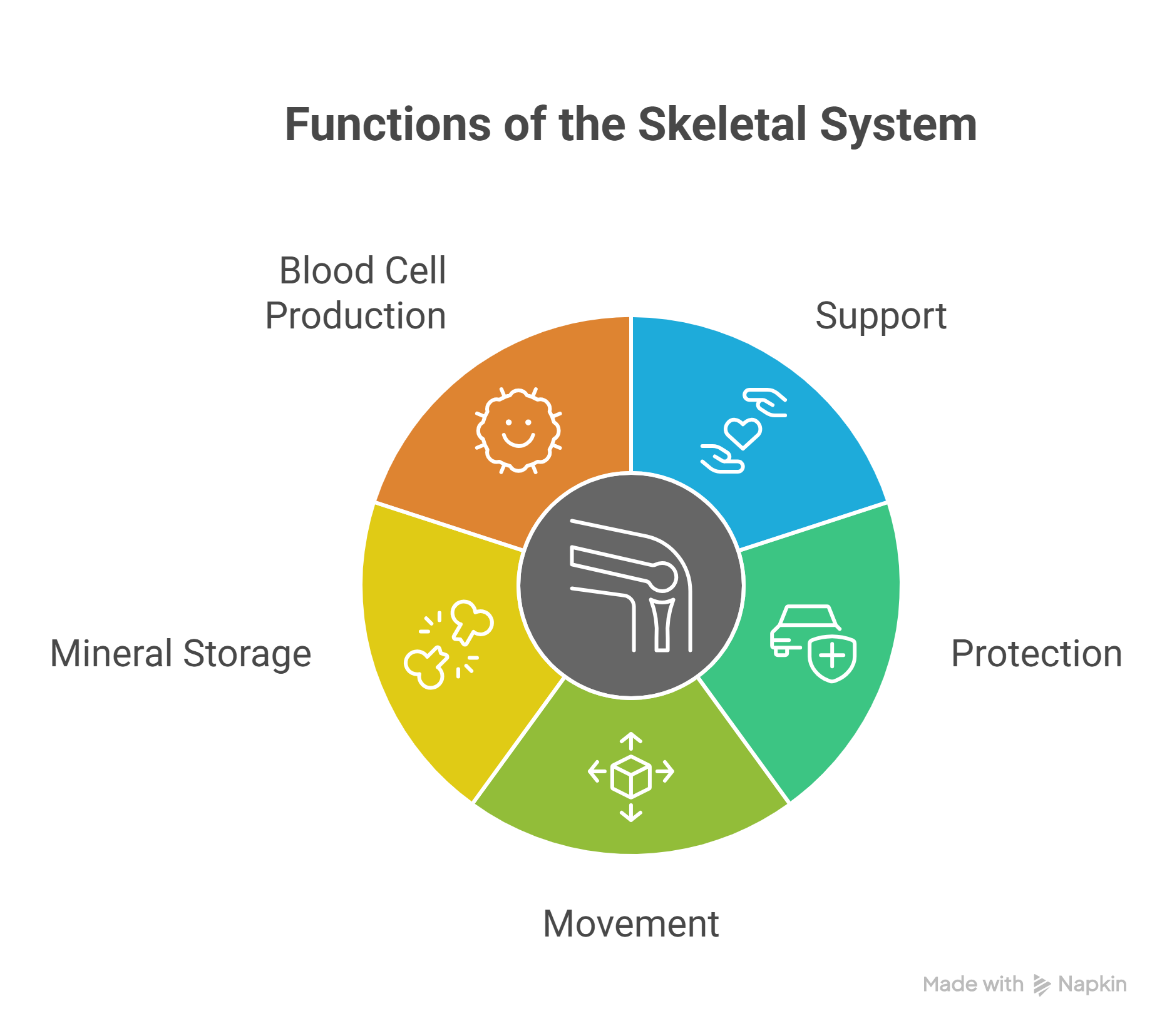 Functions of Skeleton